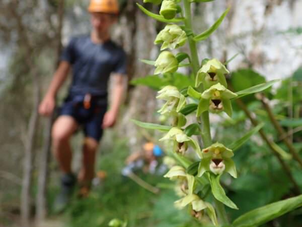 Epipactis helleborine dans la gorge du Hourat à 1h de Pau