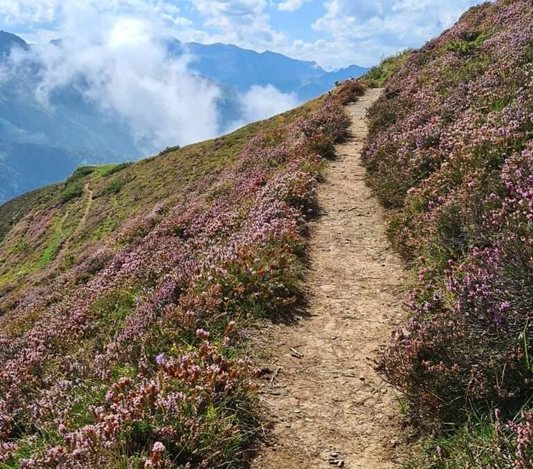 Flora der Schluchten der Pyrenäen