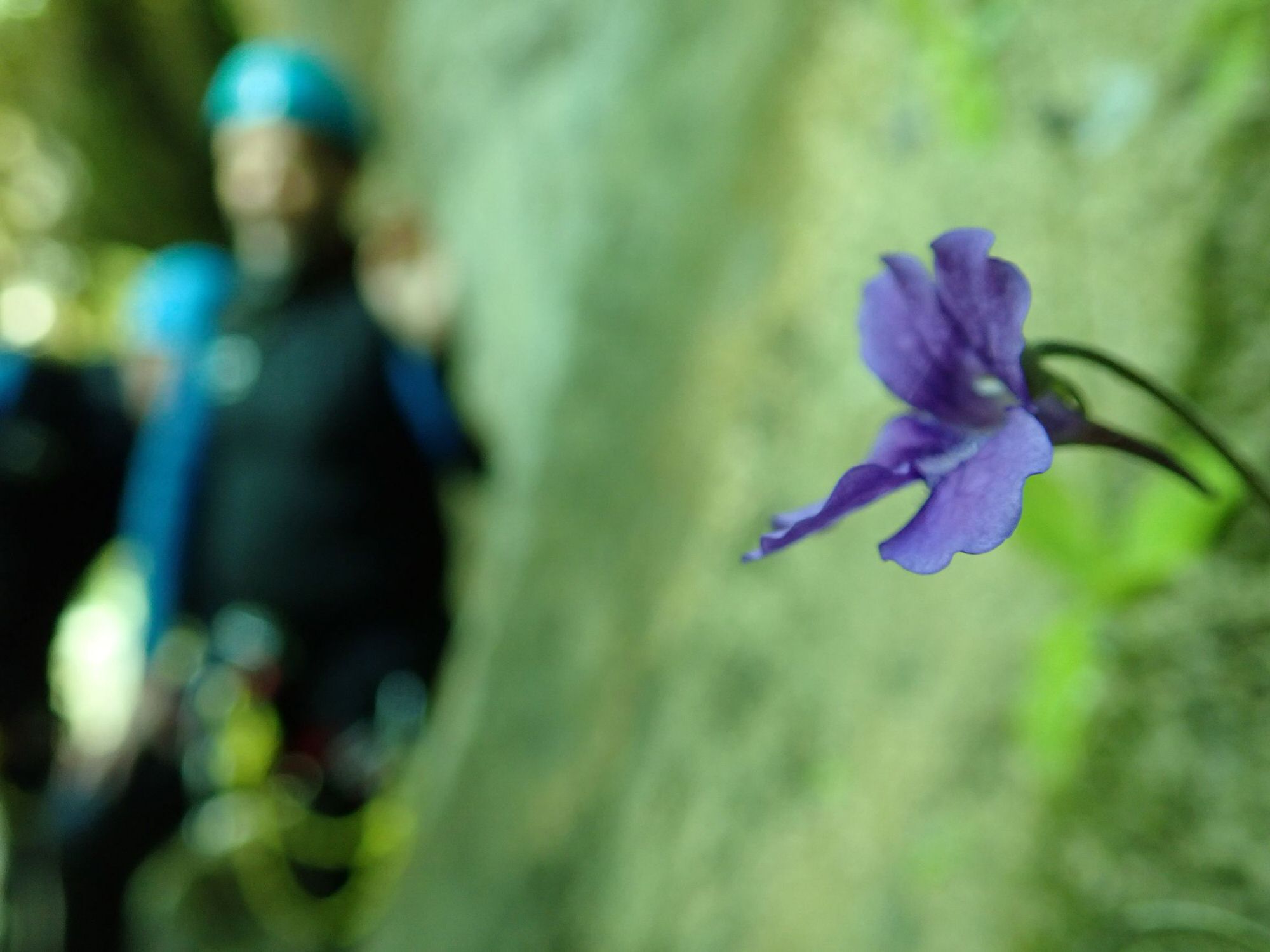 grassette à grandes fleurs