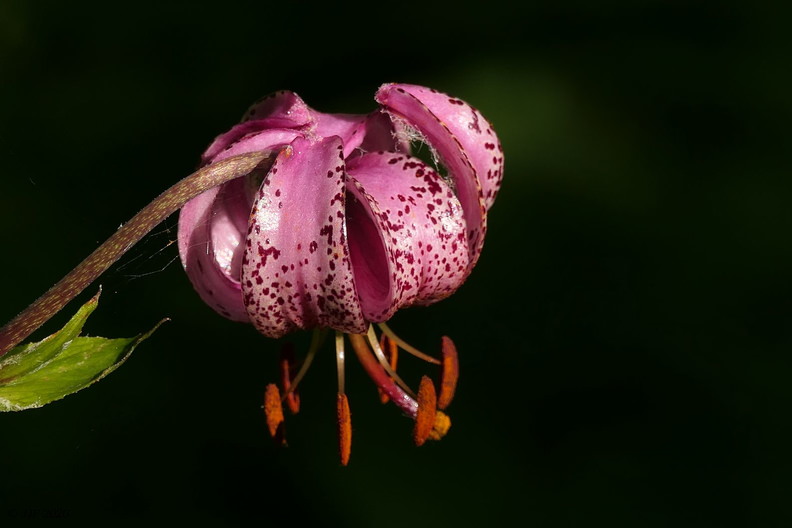 martagon lily in the Ossau valley