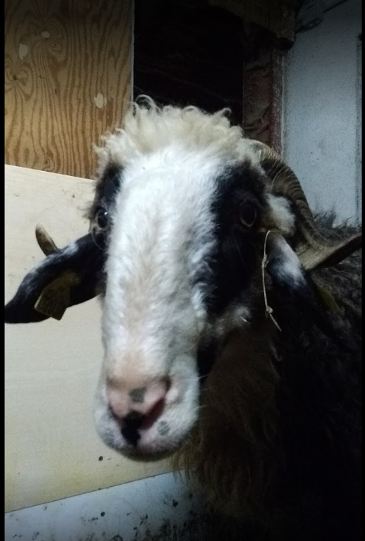 Ossau Valley sheep